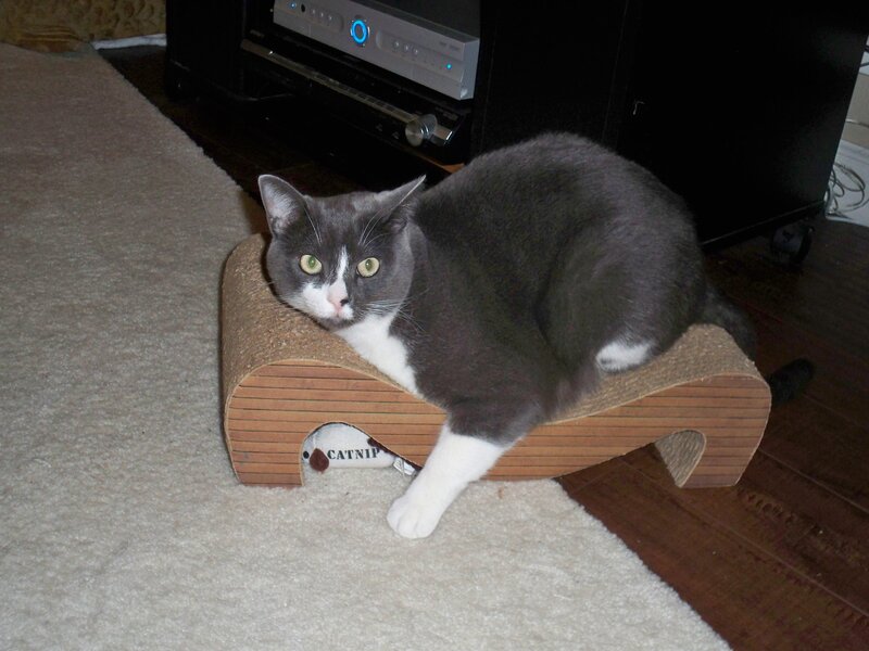 Gray and White Cat — Calm, Photograph, Cat Scratcher