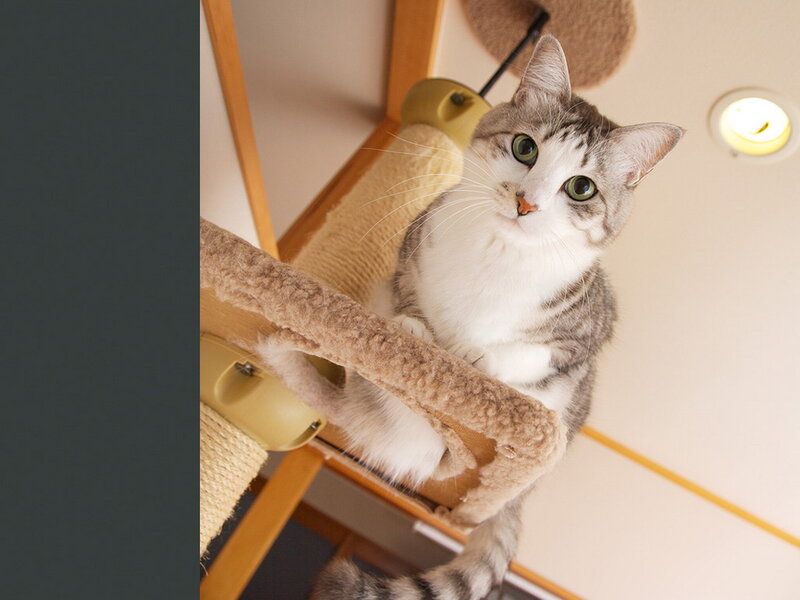 Gray and White Cat — Calm, Photograph, Cat Tree, Ceiling Light