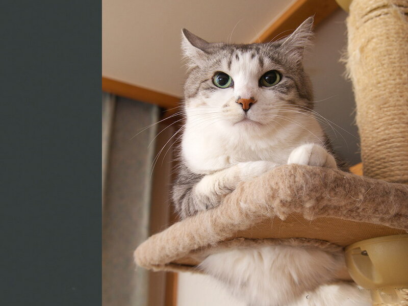 Gray and White Cat — Calm, Photograph, Cat Tree