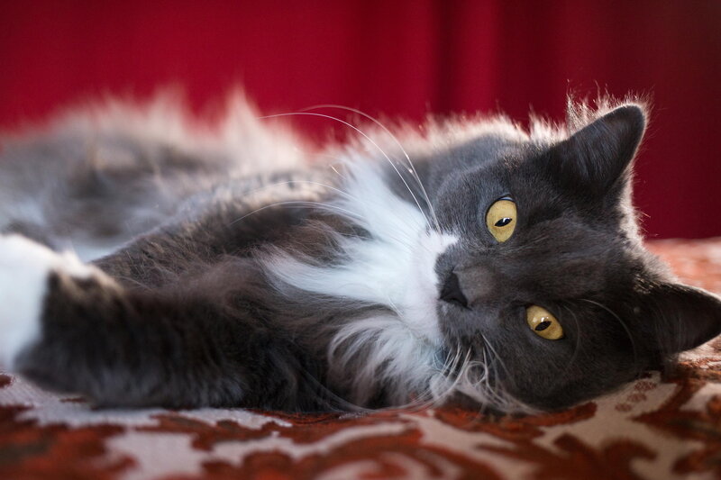 Gray and White Cat — Calm, Photograph, Curtain