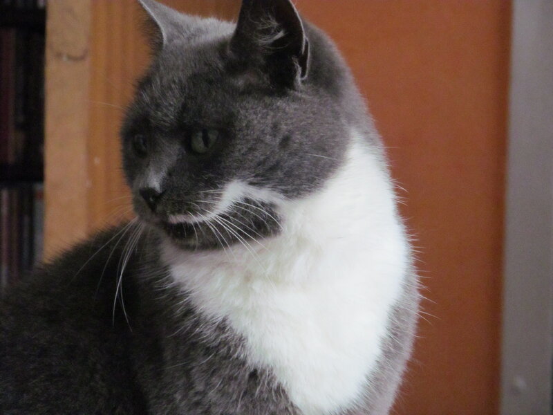 Gray and White Cat — Calm, Photograph, Door