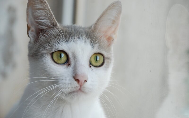 Gray and White Cat — Calm, Photograph, Eyes