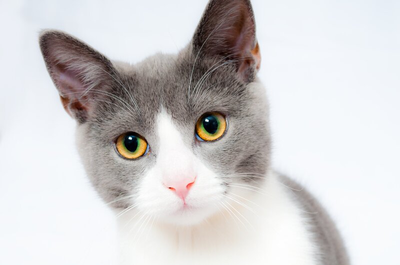 Gray and White Cat — Calm, Photograph, Eyes, Whiskers, White Background