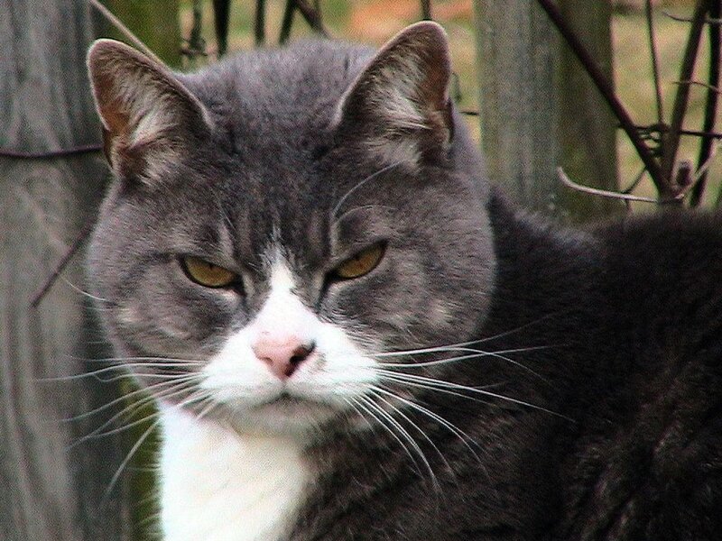 Gray and White Cat — Calm, Photograph, Fence