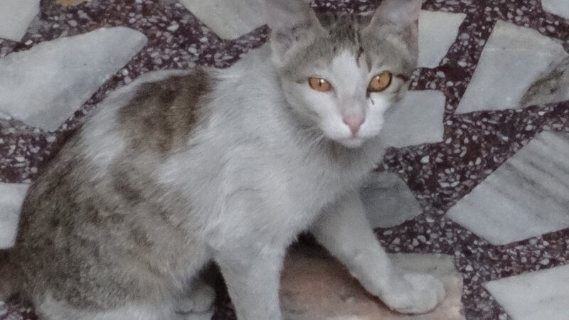 Gray and White Cat — Calm, Photograph, Floor