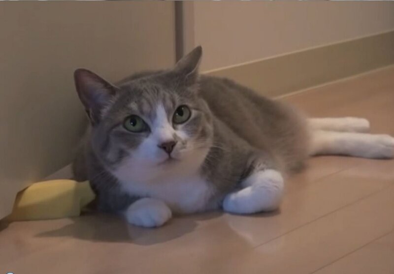 Gray and White Cat — Calm, Photograph, Floor, Wall