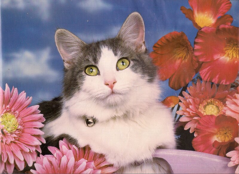 Gray and White Cat — Calm, Photograph, Flowers