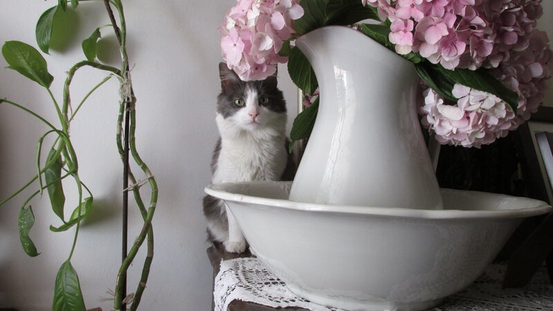 Gray and White Cat — Calm, Photograph, Flowers, Vase