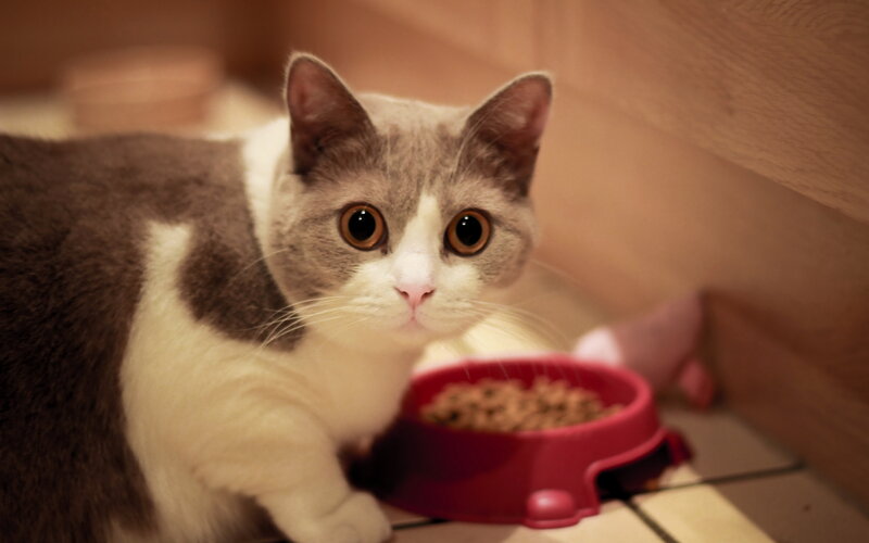 Gray and White Cat — Calm, Photograph, Food Bowl