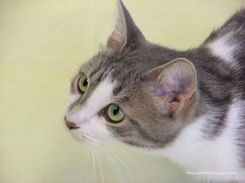 Gray and White Cat — Calm, Photograph, Green Eyes