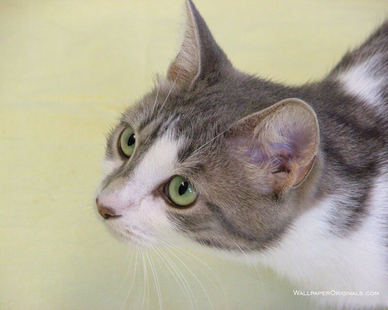 Gray and White Cat — Calm, Photograph, Green Eyes, Whiskers
