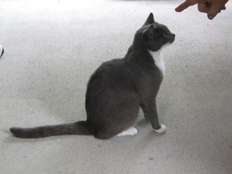 Gray and White Cat — Calm, Photograph, Hand