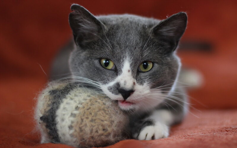 Gray and White Cat — Calm, Photograph, Knitted Ball