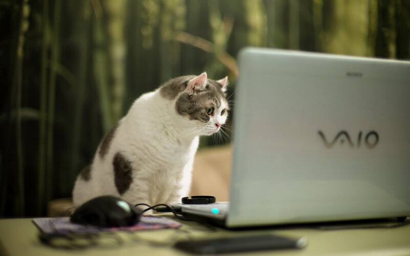 Gray and White Cat — Calm, Photograph, Laptop