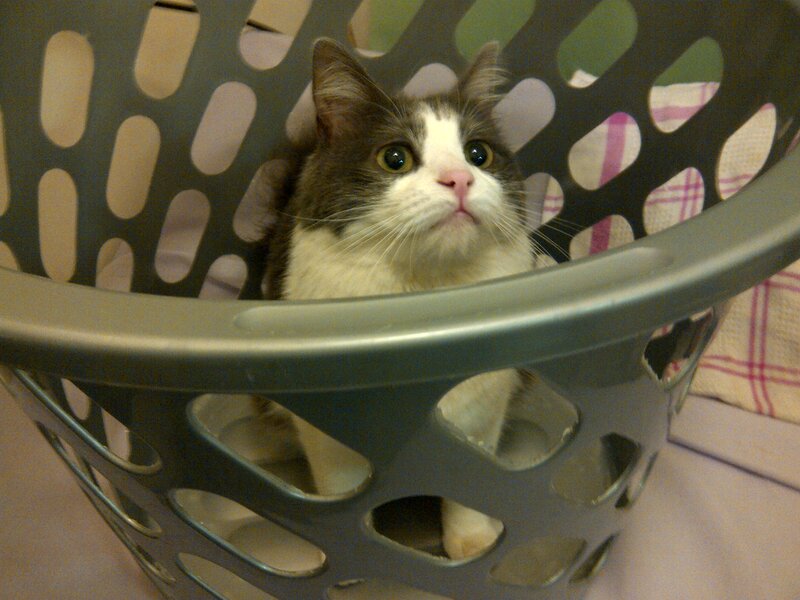 Gray and White Cat — Calm, Photograph, Laundry Basket