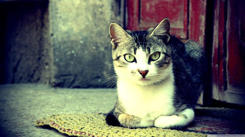 Gray and White Cat — Calm, Photograph, Mat