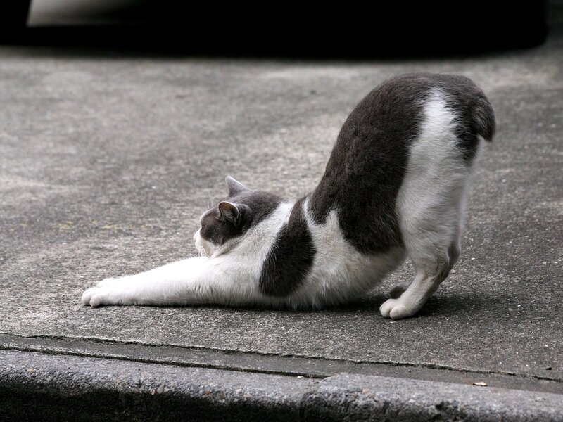 Gray and White Cat — Calm, Photograph, Pavement, Curb