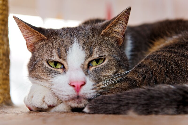 Gray and White Cat — Calm, Photograph, Paw, Scratching Post