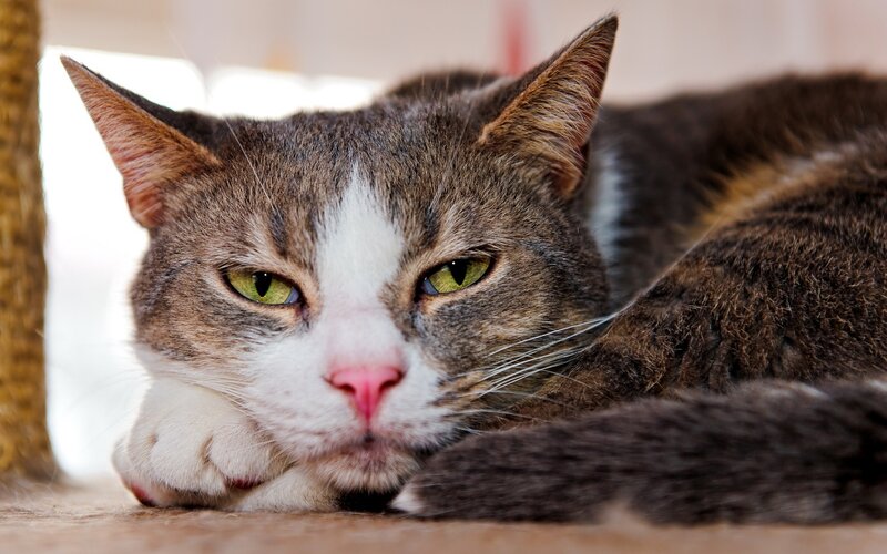 Gray and White Cat — Calm, Photograph, Paw