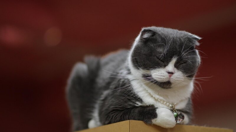 Gray and White Cat — Calm, Photograph, Pearl Necklace, Bell
