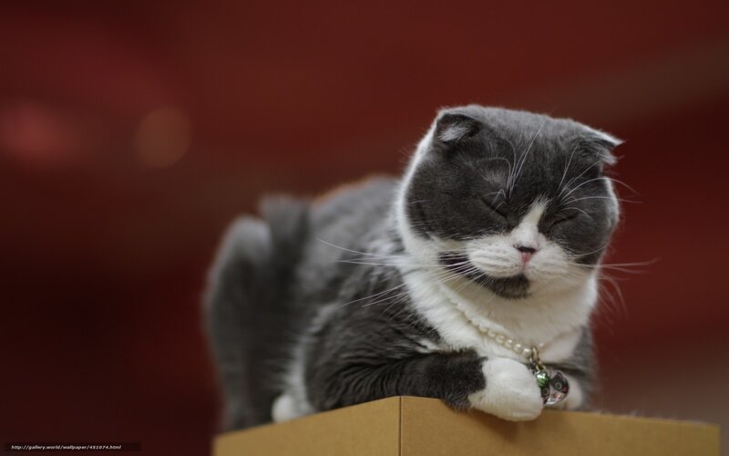 Gray and White Cat — Calm, Photograph, Pearl Necklace, Cardboard Box, Red Background