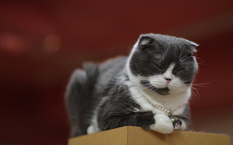 Gray and White Cat — Calm, Photograph, Pearl Necklace, Cardboard Box