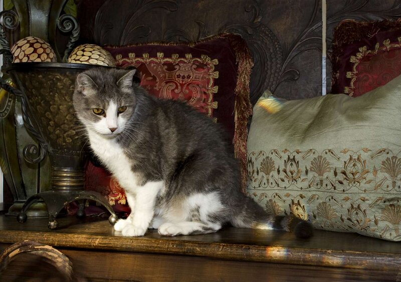 Gray and White Cat — Calm, Photograph, Pillows