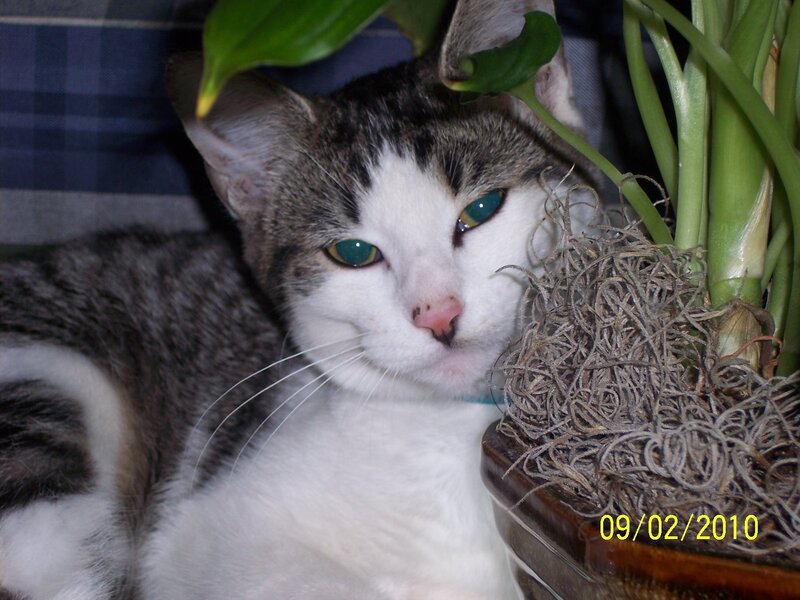 Gray and White Cat — Calm, Photograph, Plant