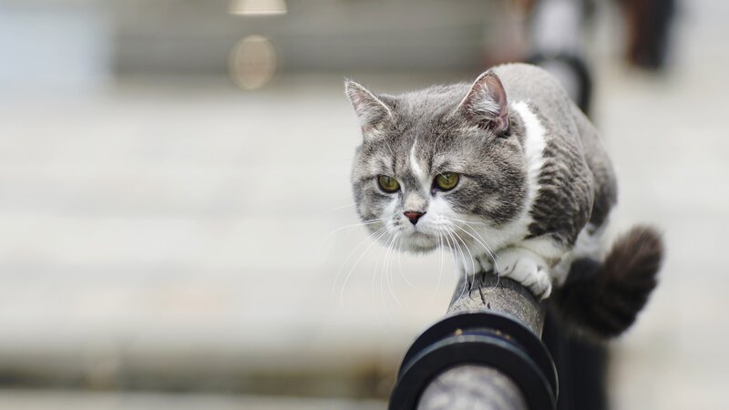 Gray and White Cat — Calm, Photograph, Pole
