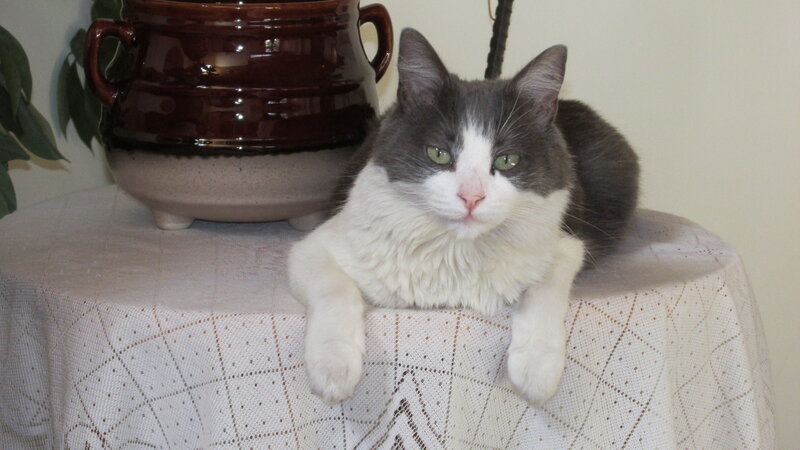Gray and White Cat — Calm, Photograph, Pot