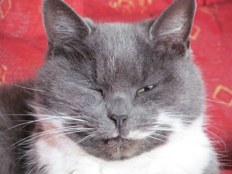 Gray and White Cat — Calm, Photograph, Red Fabric