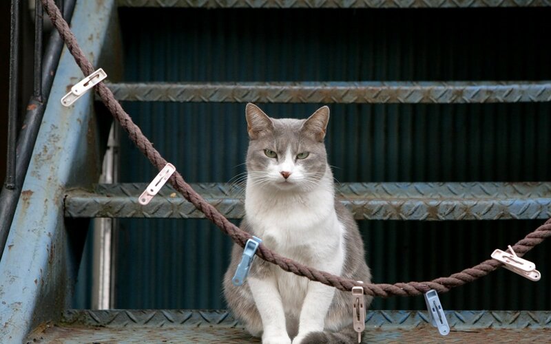 Gray and White Cat — Calm, Photograph, Rope