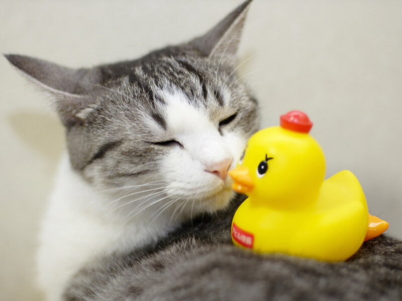 Gray and White Cat — Calm, Photograph, Rubber Duck