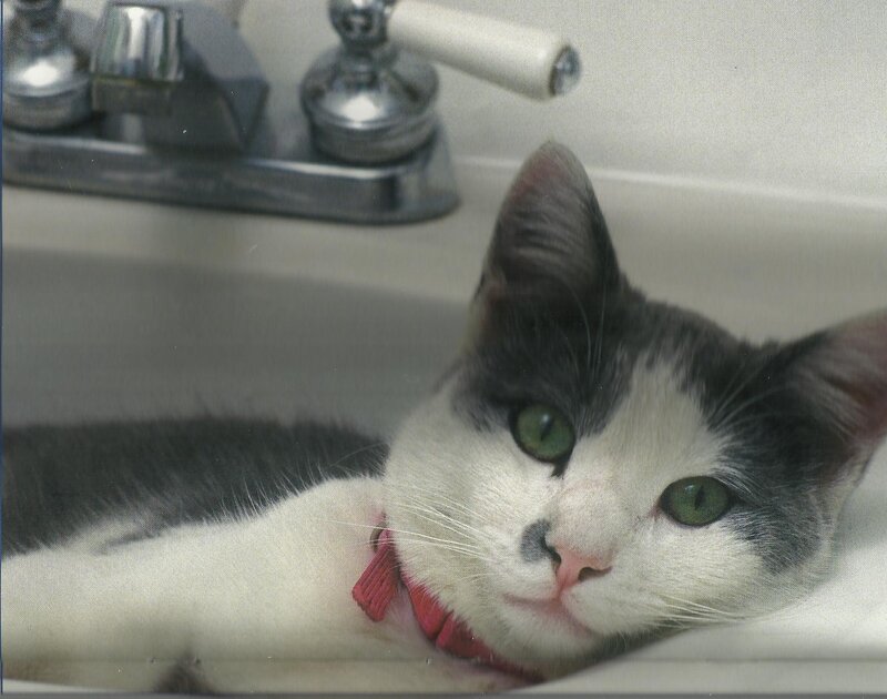 Gray and White Cat — Calm, Photograph, Sink