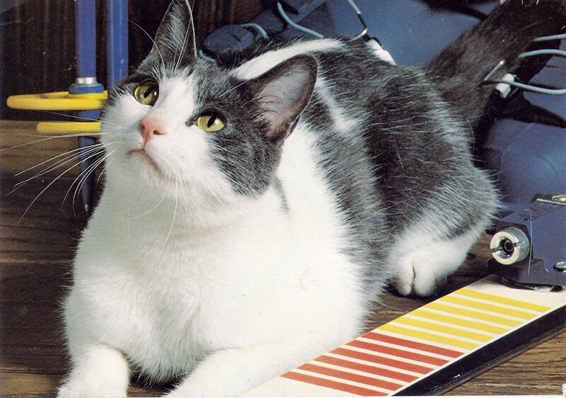 Gray and White Cat — Calm, Photograph, Skis