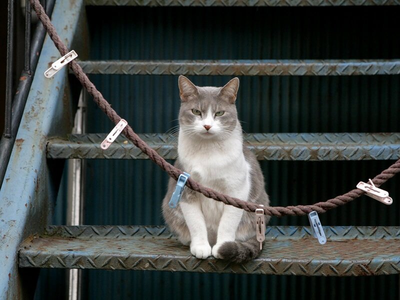 Gray and White Cat — Calm, Photograph, Stairs