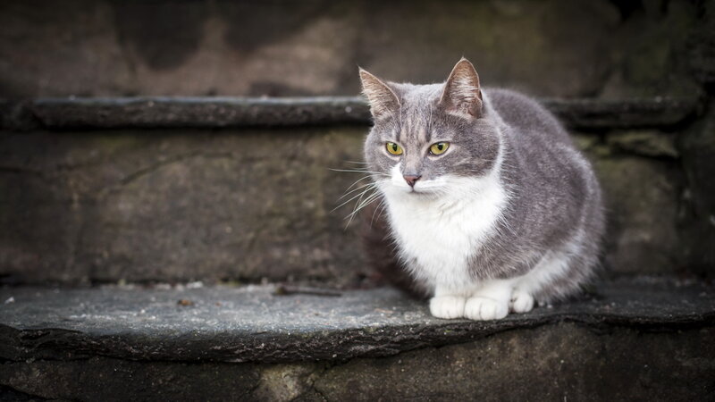 Gray and White Cat — Calm, Photograph, Stone Steps