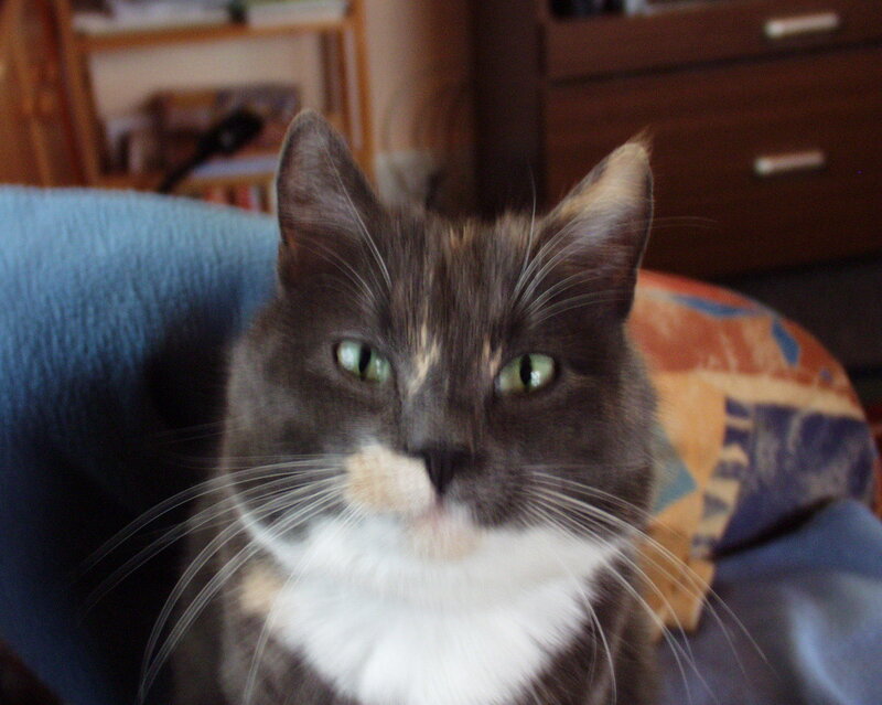 Gray and White Cat — Calm, Photograph