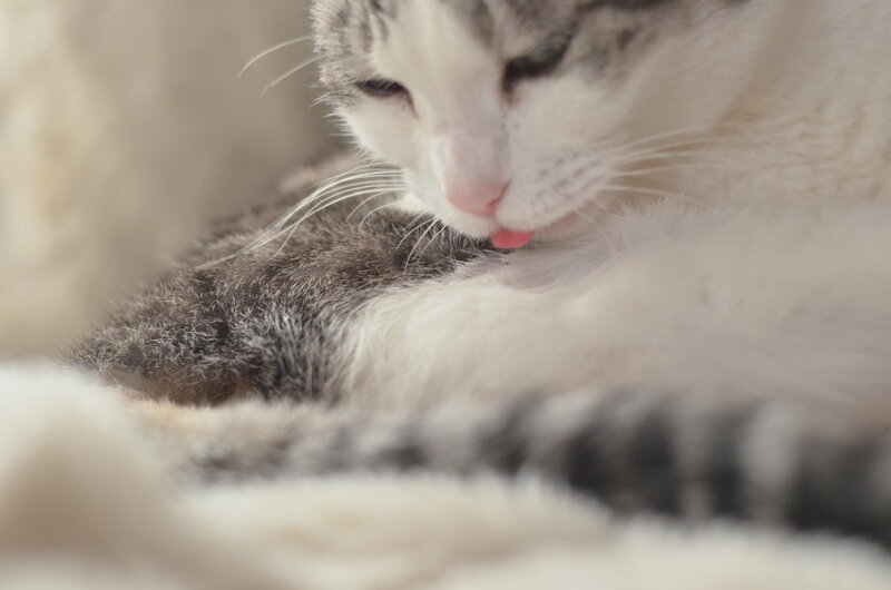 Gray and White Cat — Calm, Photograph, Tongue