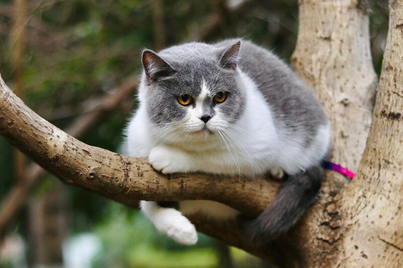 Gray and White Cat — Calm, Photograph, Tree Branch