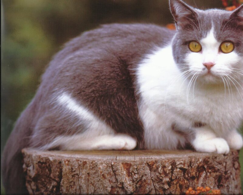 Gray and White Cat — Calm, Photograph, Tree Stump