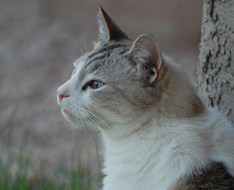 Gray and White Cat — Calm, Photograph, Tree Trunk