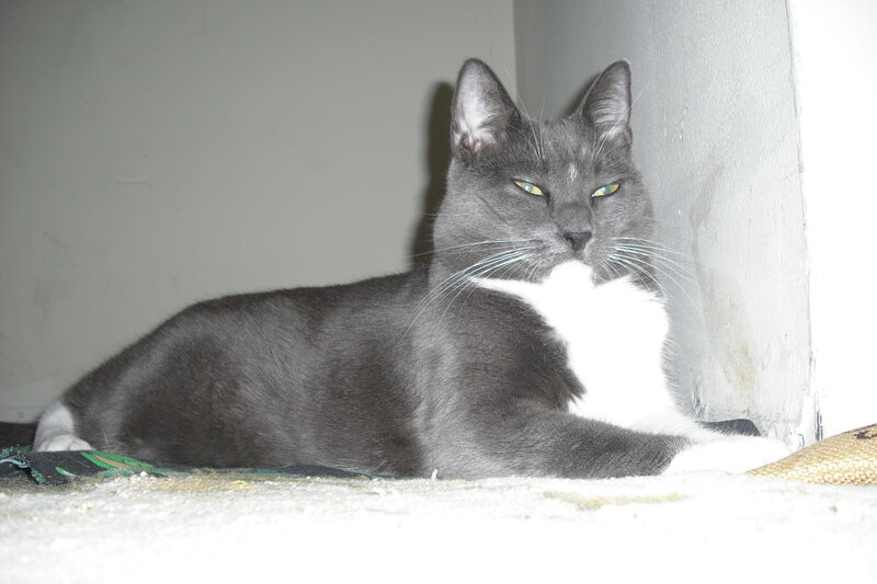 Gray and White Cat — Calm, Photograph, Wall