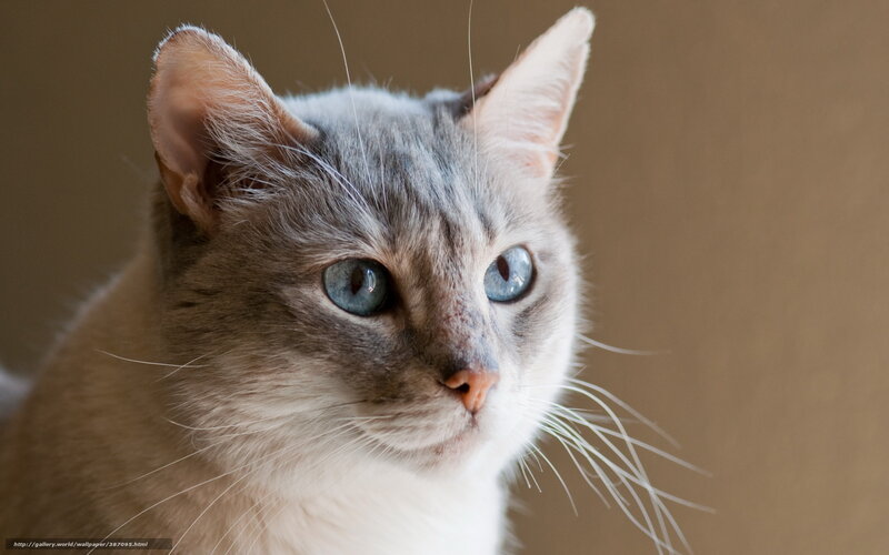 Gray and White Cat — Calm, Photograph, Whiskers, Blue Eyes