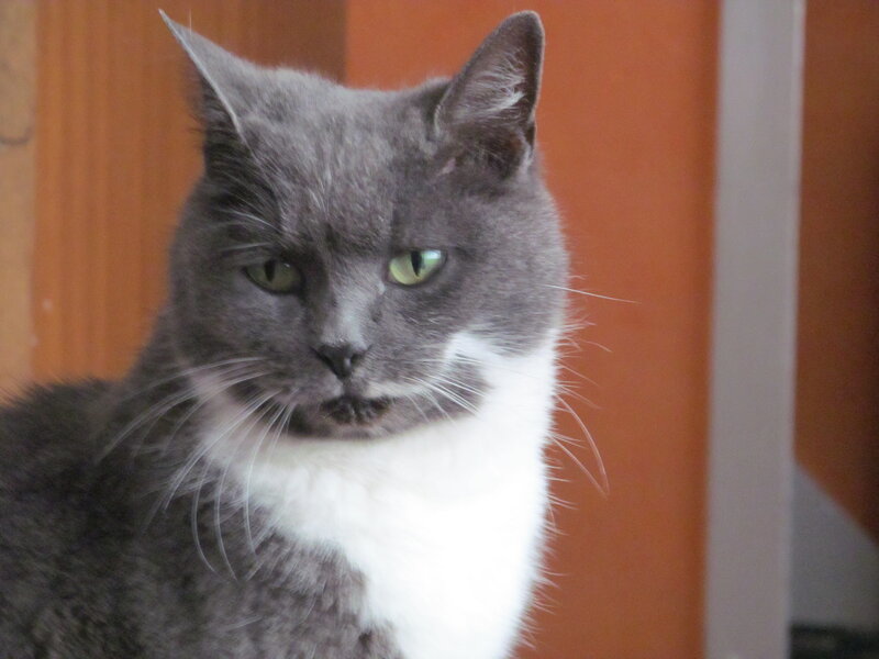 Gray and White Cat — Calm, Photograph, Whiskers, Green Eyes