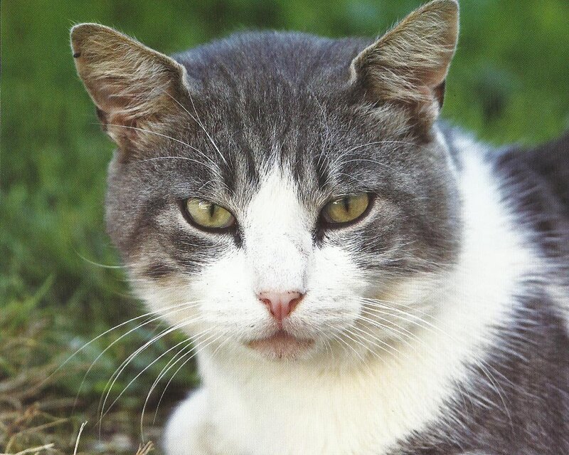 Gray and White Cat — Calm, Photograph, Whiskers, Green Grass