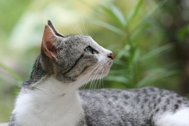 Gray and White Cat — Calm, Photograph, Whiskers, Green Plants
