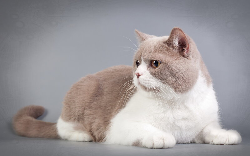 Gray and White Cat — Calm, Photograph, Whiskers, Tail