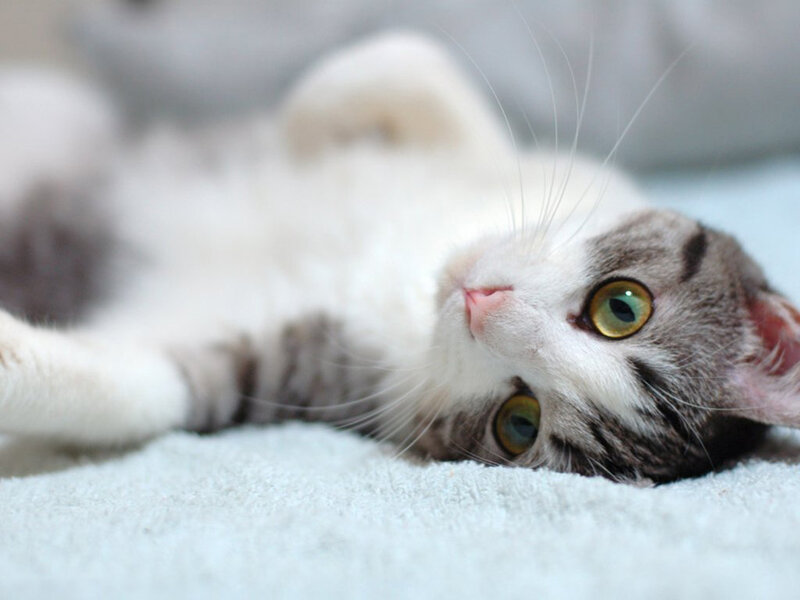 Gray and White Cat — Calm, Photograph, Whiskers