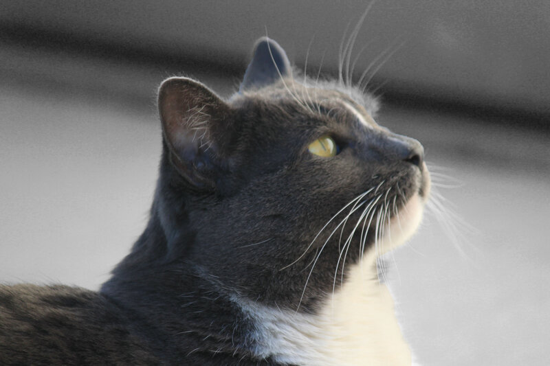 Gray and White Cat — Calm, Photograph, Whiskers, Yellow Eyes